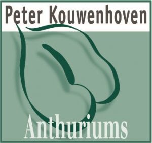 Peter Kouwenhoven Anthuriums